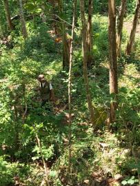 Survey Pertanahan dari STPN